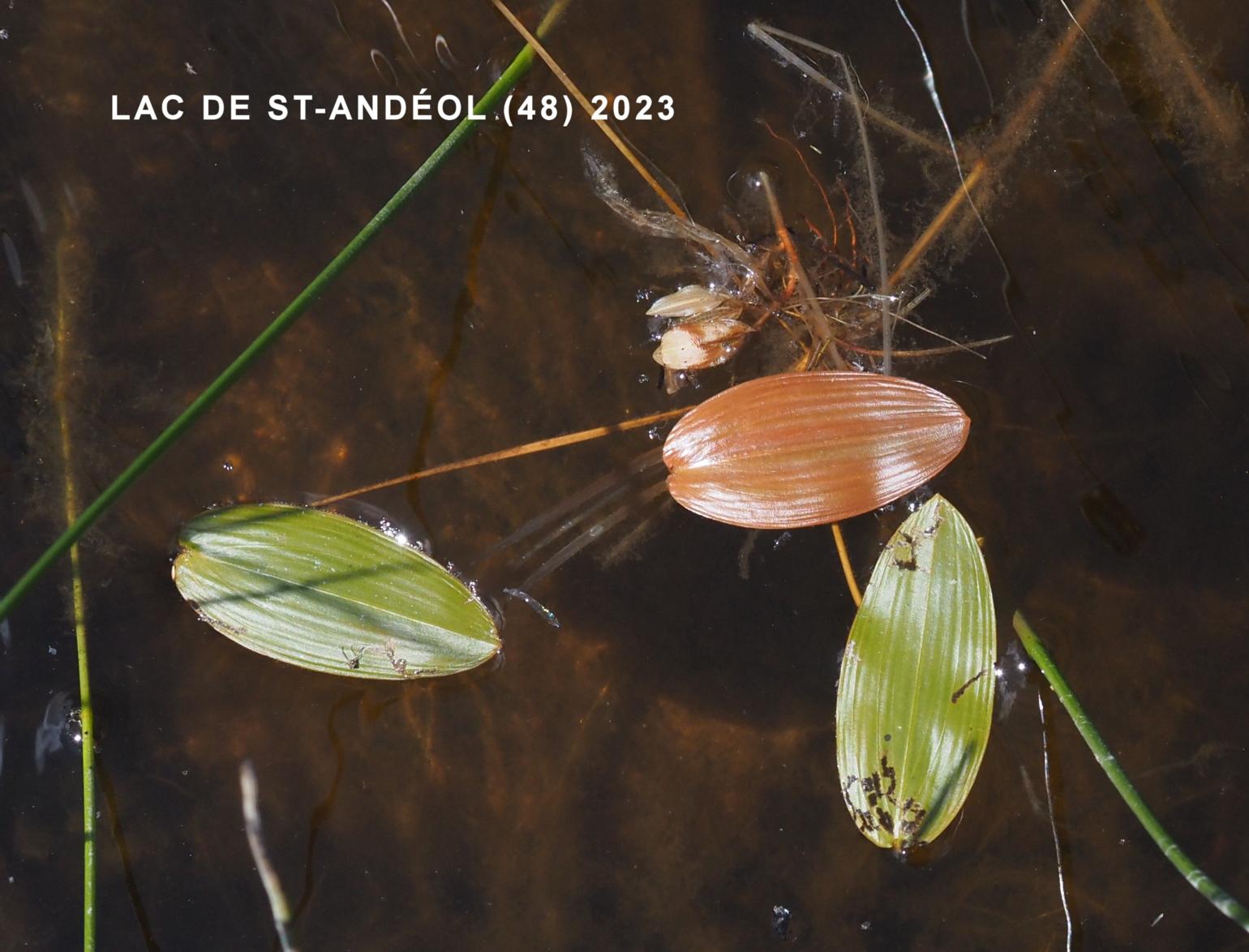 Pondweed, Broad-leaved